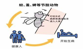 虫媒传染病(登革热、疟疾等) 虫媒传染病(登革热、疟疾等)