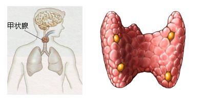 1厘米以下良性甲状腺结节的处理原则 1厘米以下良性甲状腺结节的处理原则
