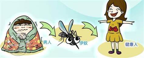 疾控部门紧急启动灭蚊应急响应的措施 疾控部门紧急启动灭蚊应急响应的措施