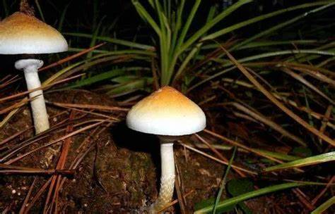 科学探索:裸盖菇素的作用机制与未来方向 科学探索:裸盖菇素的作用机制与未来方向