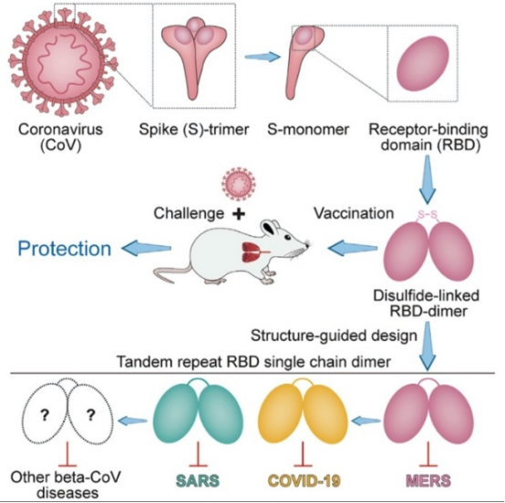 中医药抗新冠有效成分预测模型的应用与验证 中医药抗新冠有效成分预测模型的应用与验证