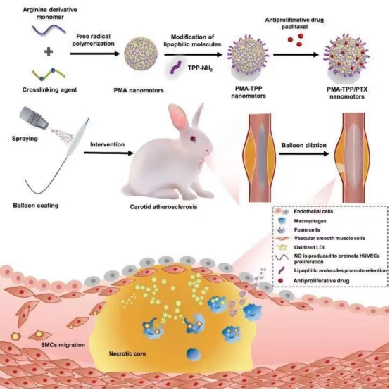 从动物实验到人体试验的跨越 从动物实验到人体试验的跨越