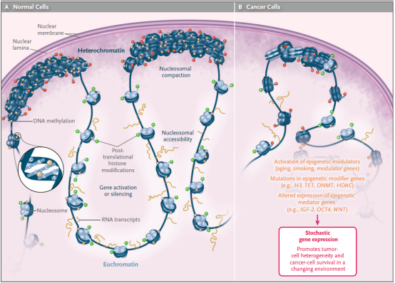 技术突破:从基因编辑到表观遗传调控 技术突破:从基因编辑到表观遗传调控