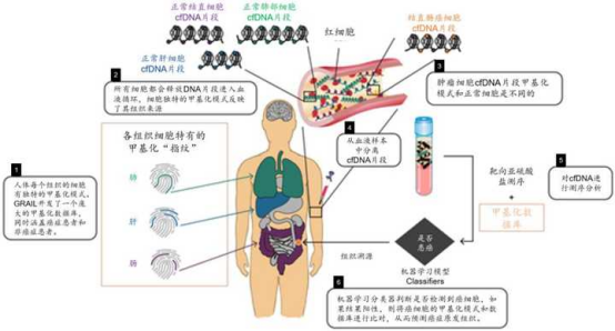 技术突破:从cfDNA到rbcDNA的范式转移 技术突破:从cfDNA到rbcDNA的范式转移