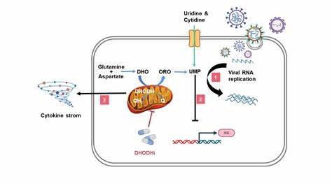 广谱抗病毒药物研发的突破性进展 广谱抗病毒药物研发的突破性进展