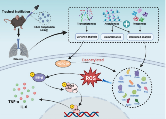 SCID的病理机制与治疗挑战 SCID的病理机制与治疗挑战