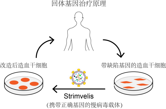 基因编辑技术引领免疫缺陷症治疗新时代 基因编辑技术引领免疫缺陷症治疗新时代