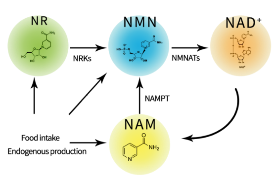 NAD+补充剂的市场现状 NAD+补充剂的市场现状