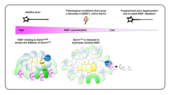 NAD+补充剂的科学原理与作用机制 NAD+补充剂的科学原理与作用机制