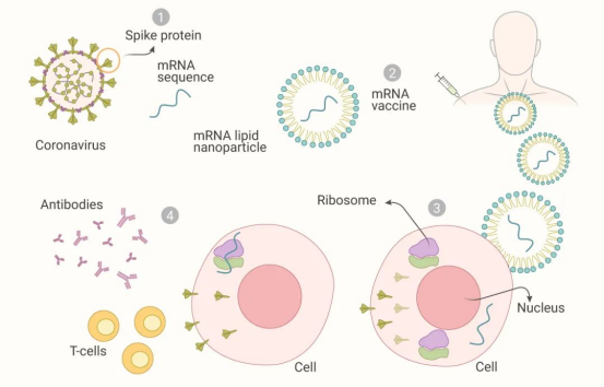 mRNA疫苗的精准免疫机制 mRNA疫苗的精准免疫机制