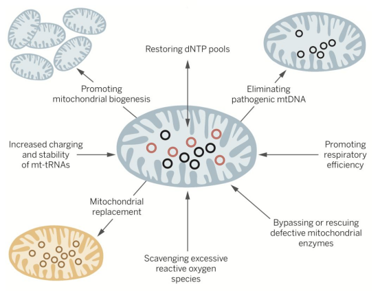 线粒体替换疗法的科学原理 线粒体替换疗法的科学原理