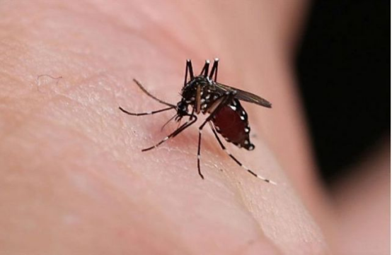 “蚊子绝育术”的原理与应用现状 “蚊子绝育术”的原理与应用现状