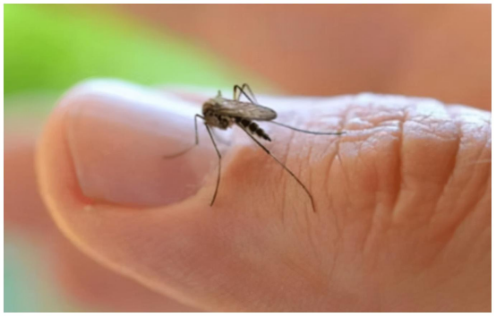 “蚊子绝育术”的潜在风险与争议 “蚊子绝育术”的潜在风险与争议