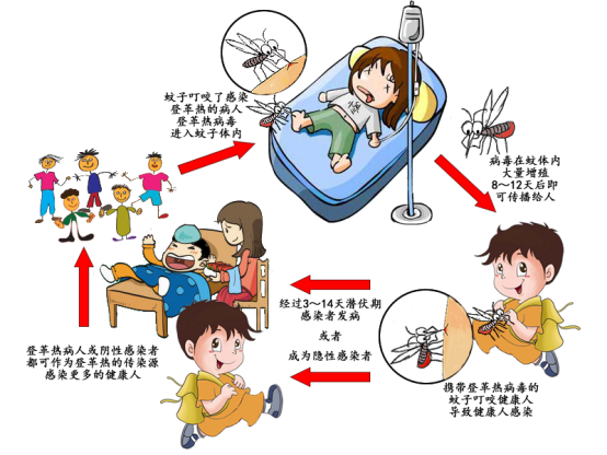 登革热的传播特点 登革热的传播特点