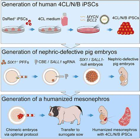 术后患者的存活情况
