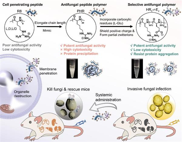 支原体耐药性问题的挑战 支原体耐药性问题的挑战