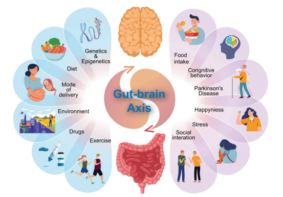 脑肠轴理论的全球验证