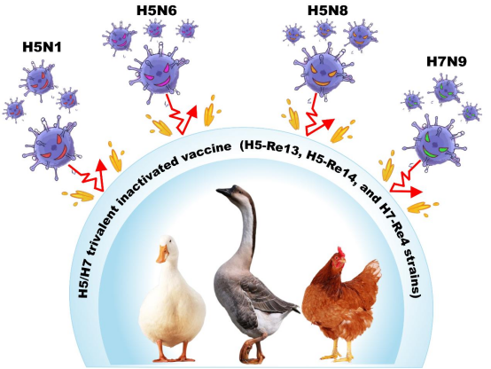 新型禽流感H5N1的人际传播风险 新型禽流感H5N1的人际传播风险