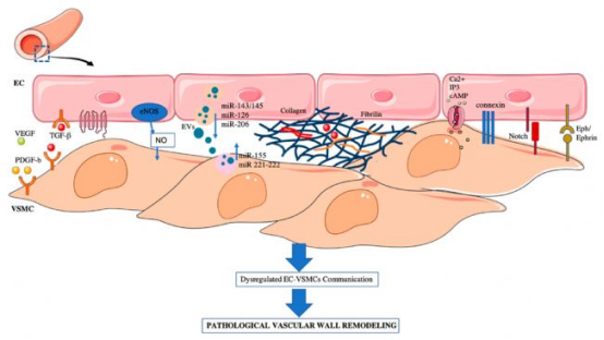 临床应用:重塑全球血液供应体系 临床应用:重塑全球血液供应体系