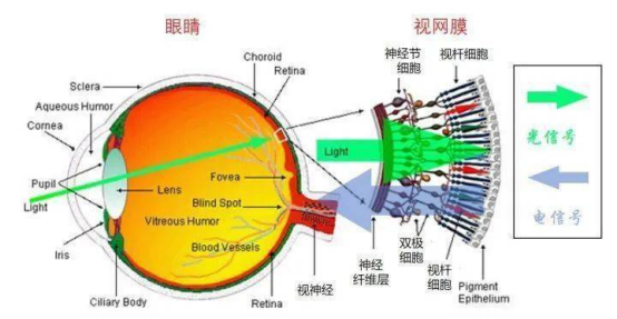 临床实证：从“光感”到“功能视觉”的跨越
