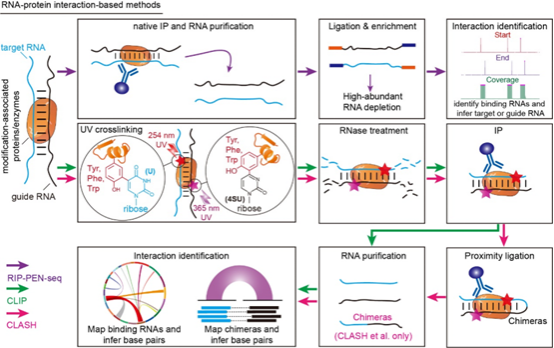 技术突破:从“DNA时代”到“RNA修饰时代” 技术突破:从“DNA时代”到“RNA修饰时代”