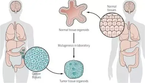 医学启示：器官医学时代的范式变革