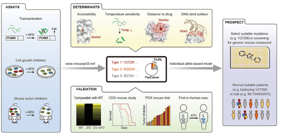 临床转化：从实验室到千家万户