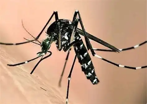 气候变暖:登革热北扩的“隐形推手” 气候变暖:登革热北扩的“隐形推手”