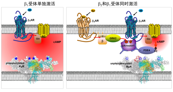 色彩的生理密码：黄色与神经递质的隐秘关联