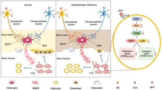 作用机制:超越氧输送的神经调控 作用机制:超越氧输送的神经调控