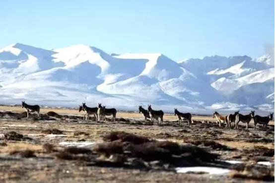 极地医疗的“生命禁区”挑战 极地医疗的“生命禁区”挑战