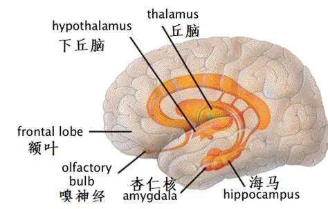 嗅觉:通往记忆的隐秘通道 嗅觉:通往记忆的隐秘通道