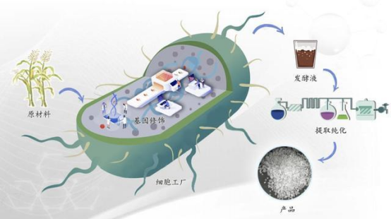 合成生物学：重构中药制造的“细胞工厂”